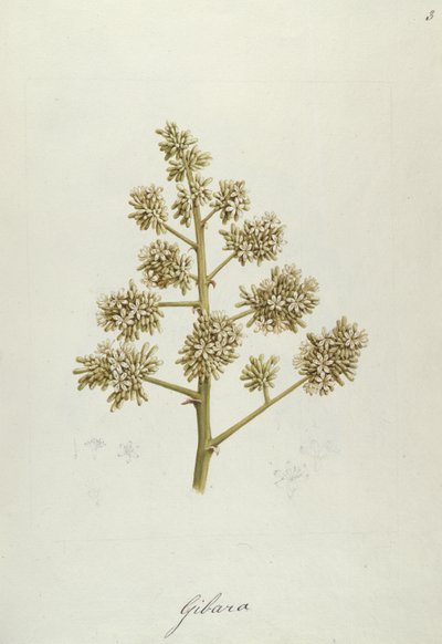 Gibara, Illustration from Forty-one Botanical Drawings with Notes by Luigi Balugani